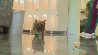 Abandoned Yorkie Released From Vet, Soon Ready For Adoption