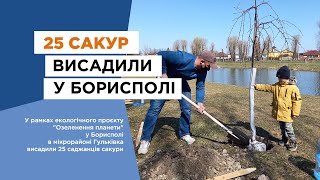 25 сакур висадили у Борисполі біля озера на мікрорайоні Гульківка