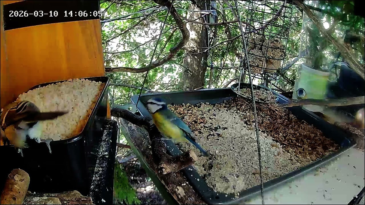 Früher Nachmittag an der Nuss-Tanke, Teil 2 (10.03.2026)