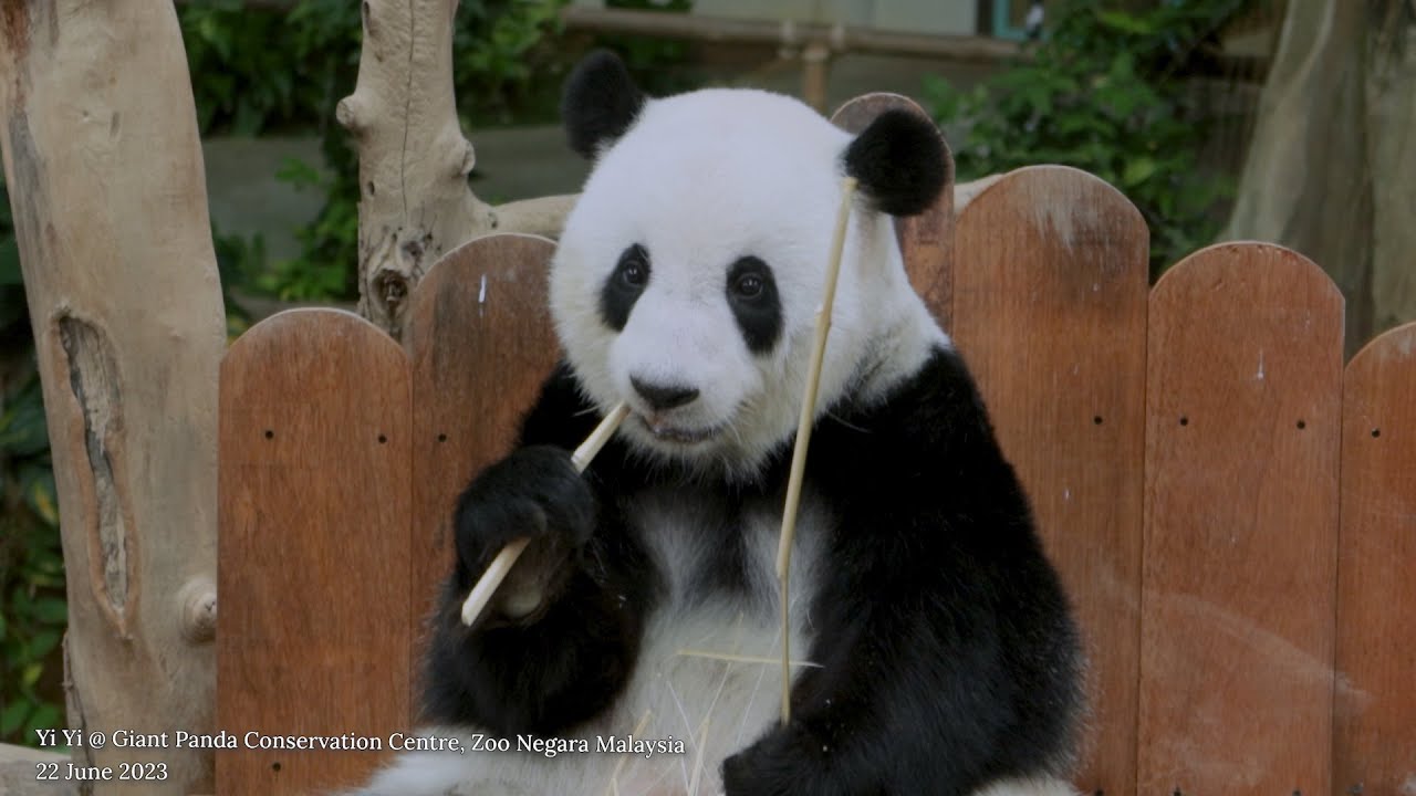 Giant Panda Yi Yi 大熊猫谊谊 @ Giant Panda Conservation Centre, Zoo Negara Malaysia (22 June 2023)
