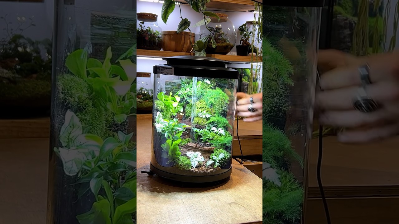 I make a rainforest