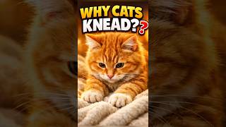 Why Cats Knead Blankets? The Secret Meaning 🐾 #cats #catshorts #funnycats #fyp #highlights