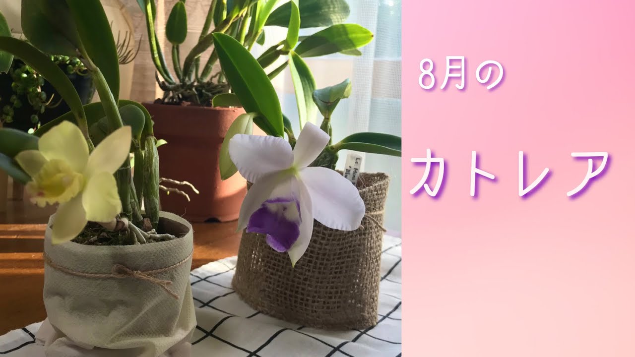 8月 ミニカトレアの花 不定期咲き カトレアのミニ情報 Youtube