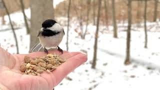 Hand-feeding Birds in Slow Mo - Black-capped Chickadees, Tufted Titmice