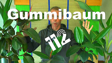 Wie wurzelt ein Gummibaum?