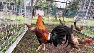 Goldenboy breeding pen