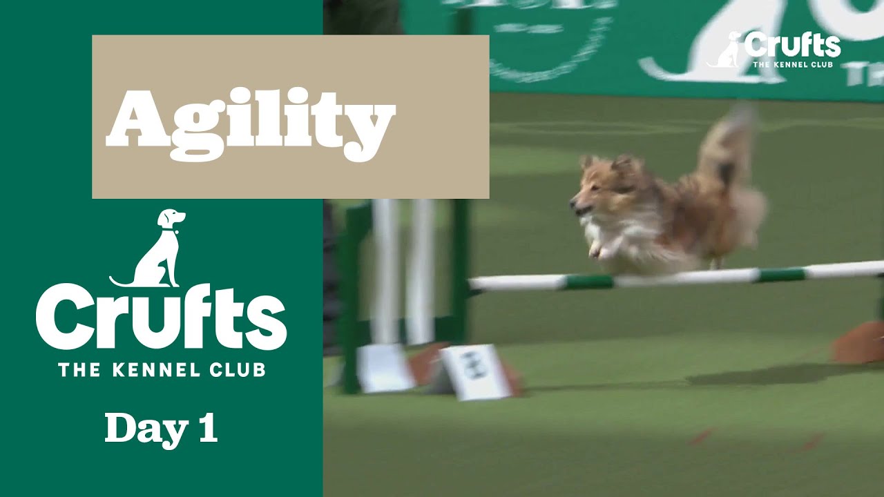 Аджилити – финал Кубка новичков Crufts (аджилити), часть первая | Crufts 2025