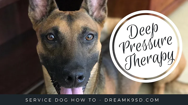 How to Deep Pressure Therapy train your service do...