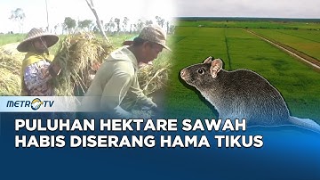 Hama Tikus Serang 60 Hektar Sawah, Petani Rugi Hingga Miliaran