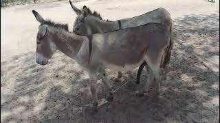 Donkey Meeting Mastii Donkey