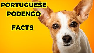 Portuguese Podengo  Top 10 Facts