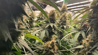 day 58 time to chop