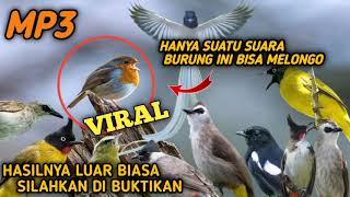 Buktikan MP3 ini❗karna suara pikat burung ini sudah menghasilkan macam jenis burung