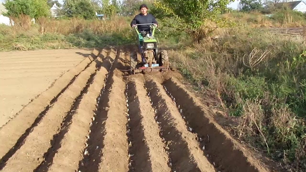 Как посадить картошку под мотоблок. Посадка картофеля мотоблоком. Грядки для картофеля мотоблоком. Нарезать грядки мотоблоком.