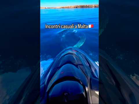Мальта 🇲🇹 #мото #дельфин #дельфины #море #travel #shortvideo #shorts #beach #top1 #viptravel #vip