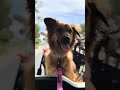 A dog’s life ❤️🐾 #dog #dogadventure #doglife #dogshorts #zoomies #golfcart #smalldog