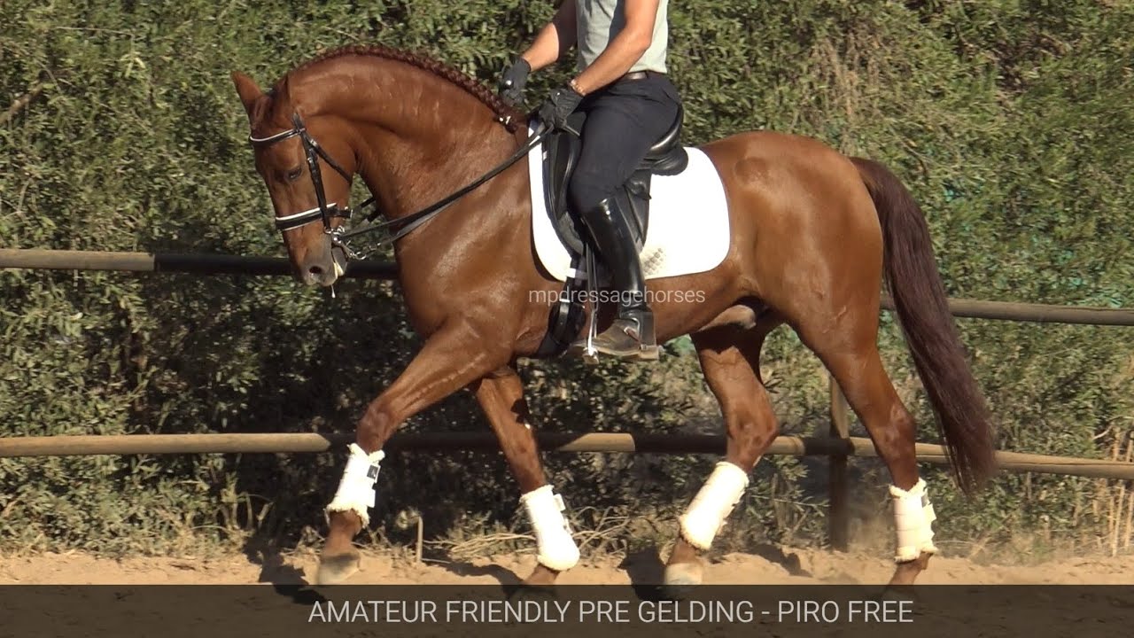 Chestnut Andalusian PRE Gelding 2016 - 1,61 cm (#MP609) - YouTube