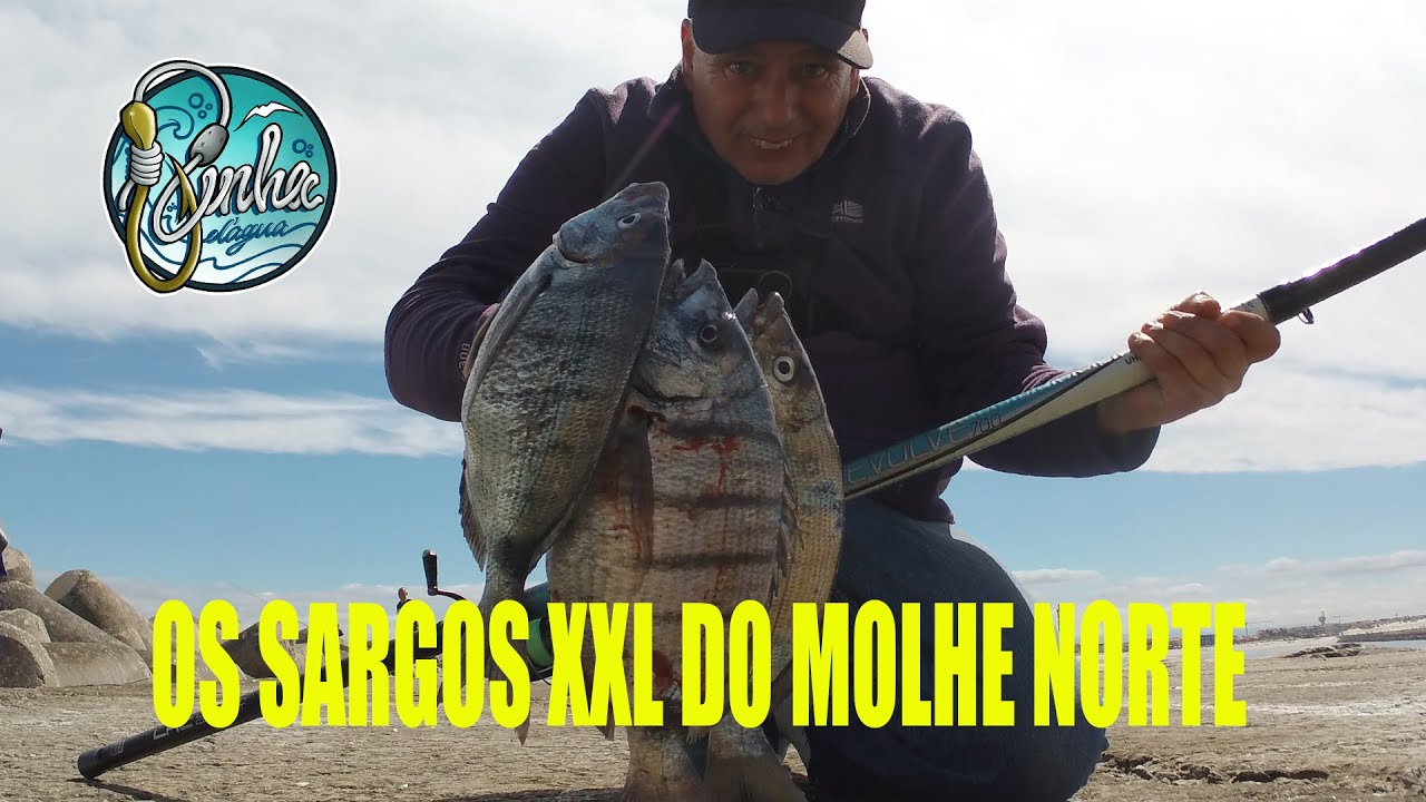 SARGOS XXL NO MOLHE NORTE - MONTAGEM  BOIA
