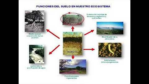 ¿Qué es una función ecosistémica del suelo?