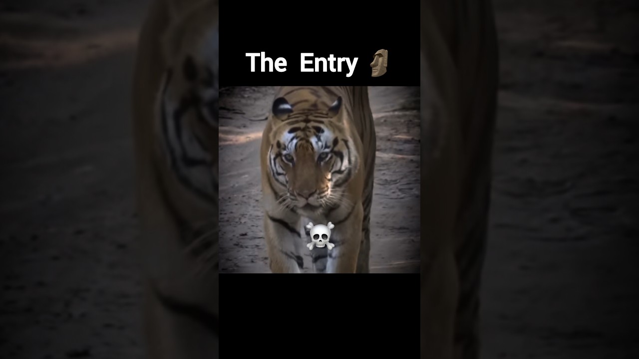 Зов тигра × без названия 13 