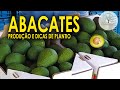 Produtor de Abacate, Informações importantes