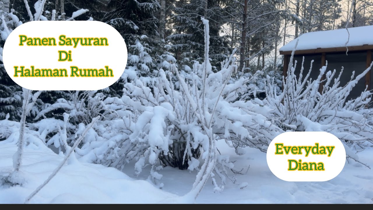 Everyday Diana | Panen Sayuran di Halaman Rumah Finlandia 