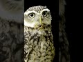 Owl movement #owl #birds #wildlife #nature #animals