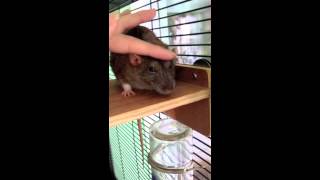 Rat bruxing and eye boggling
