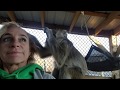 Country Monkey Grooming ASMR Bugs Bullock