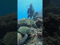 Spectaculaire fantastische duik met schildpad op Curacao. Turtle diving nearby schildpadden duiken