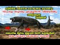 Komodo Dragon vs Lion vs Tiger  Real fight | കൊമോഡോ ഡ്രാഗണ്‍ എന്ന ഭീകര ജീവി