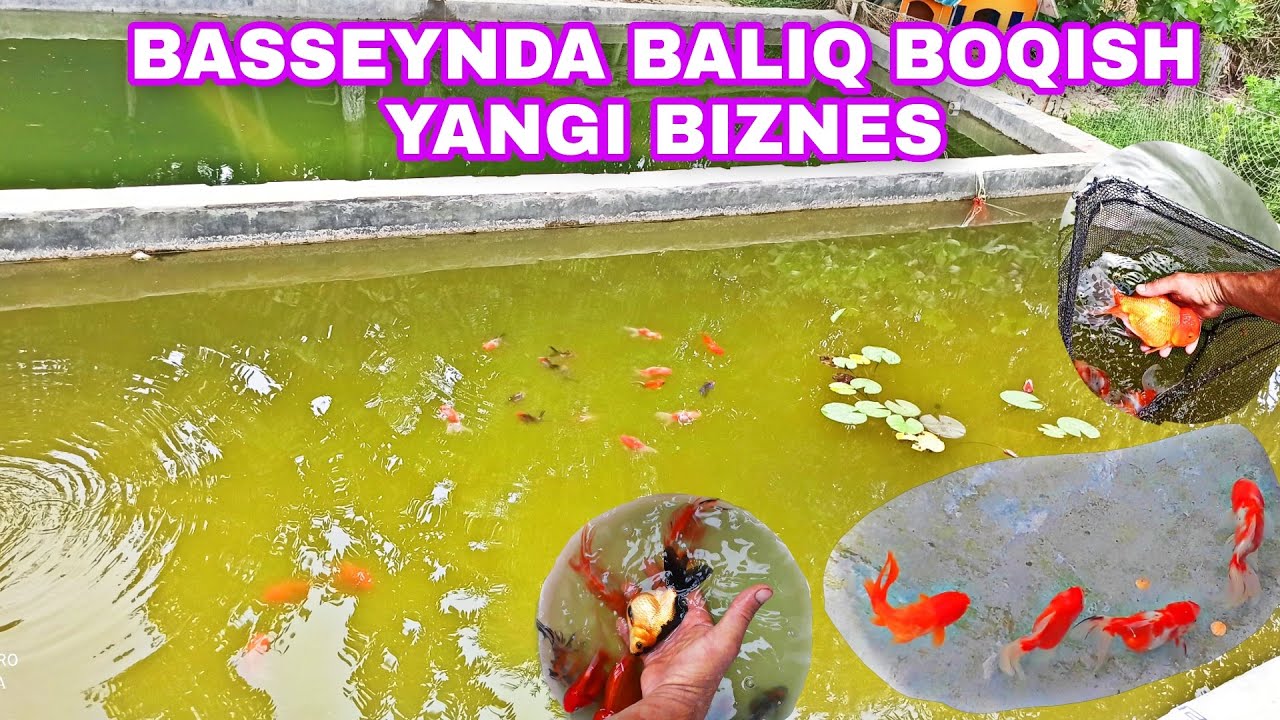 УЙ ШАРОИТИДА БАЛИК БОКИШ БИЗНЕСИ 📞936914766 BASSENDA TILLA BALIQ BOQISH BIZNESI YILIGA 50 MLN FOYDA