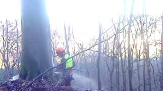 Buche Fällen Stechschnitt