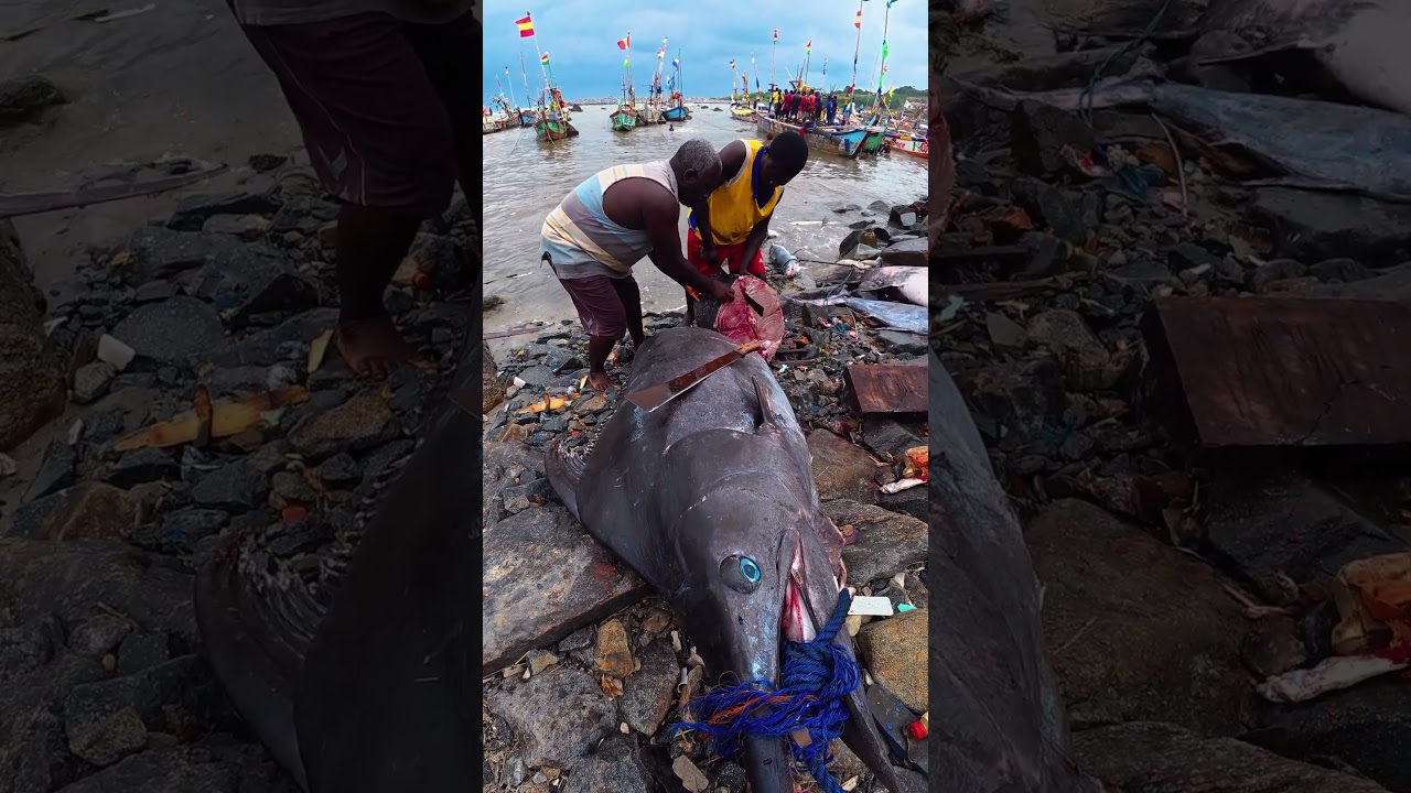 Monster fish cutting at its finest.