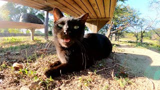 初対面の黒猫ちゃんと親睦を深めようとした結果・・・