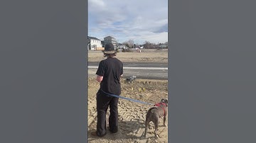 LOSI Tenacity DB Pro 4X4