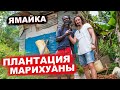 Плантация МАРИХУАНЫ и 1 день с РАСТАМАНОМ на ЯМАЙКЕ / КРУГОСВЕТНОЕ ПУТЕШЕТВИЕ