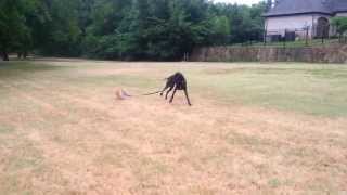 Great Dane walking Corgi
