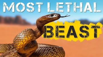 Why this VENOM is an absolute KILLER MACHINE