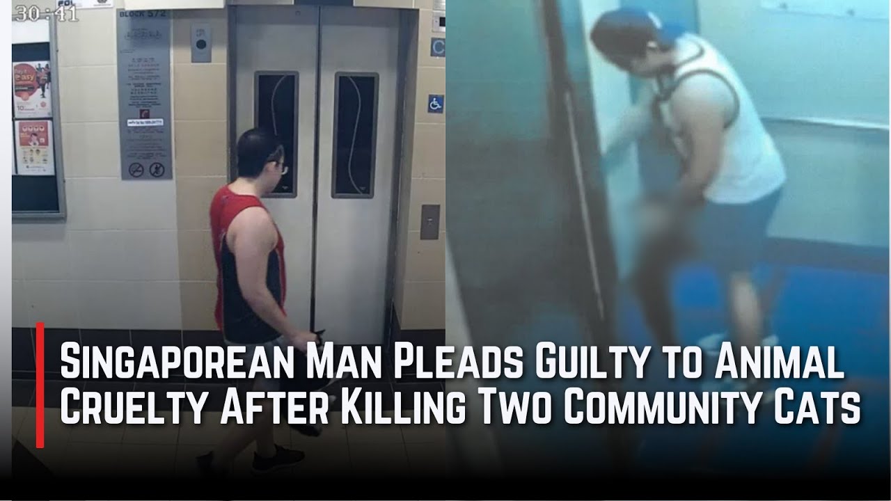 Singaporean Man Pleads Guilty to Animal Cruelty After Killing Two ...