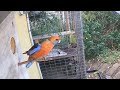 Adelaide Rosella last feeding last night 28/12/2023