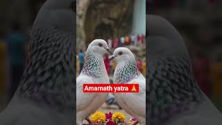🔱 अमरनाथ गुफा में भगवान शिव का साक्षात वास 🙏🚩#amarnath #amarnathyatra2026 #shorts #trending