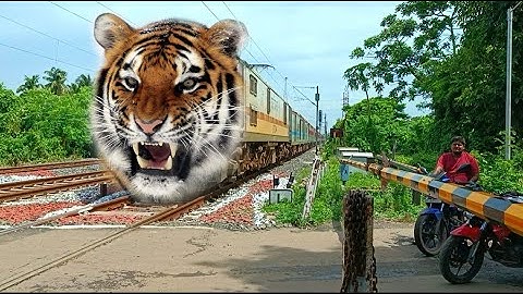 Dangerous Tiger Headed Bhopal Weekly Express Train Furious Moving Throughout At Railgate