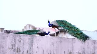 Peacock l Free Stock Footage | No Copyright Videos | Creative Common ! screenshot 2