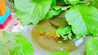 Colorful Goldfish, Wild Exotic Fish, Koi Fish, Butterfly Fish in Tiny Pond For My AQUARIUM part 11