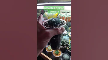Хавортия Купера Трунката (How to make Kupeta Turntable)