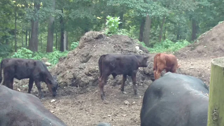 Cows playing