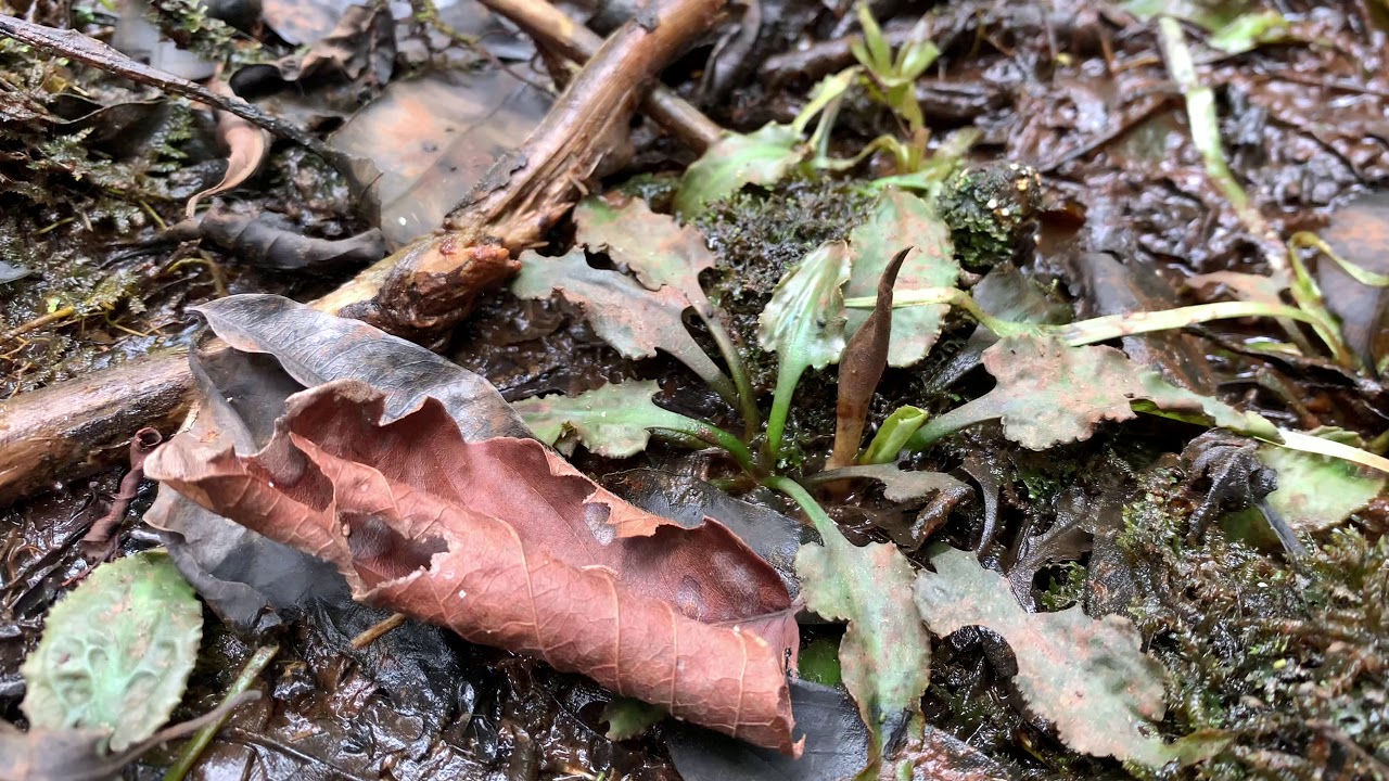 【4K】Cryptocoryne dewitii in Papua New Guinea クリプトコリネ デウィチー