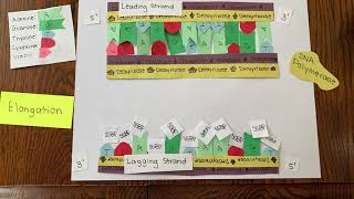 DNA Replication Stop Motion Wealth