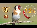 GOLDFINCH THE BEST SONG 12h !!!